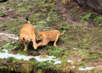 Leeuwen in Wildlands doden aalscholver voor ogen van publiek