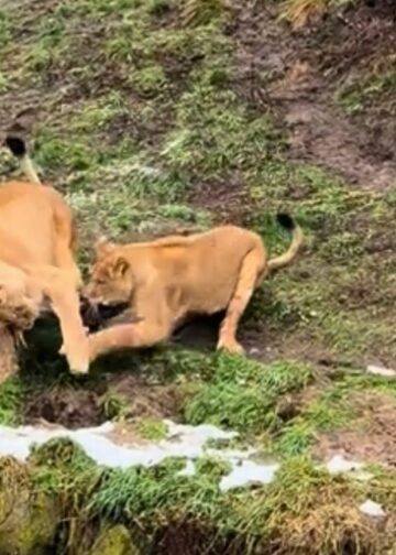 Leeuwen in Wildlands doden aalscholver voor ogen van publiek