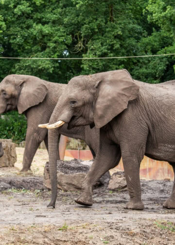 Daling van bezoekersaantal Ouwehands Dierenpark: ‘Nog steeds grote belangstelling’