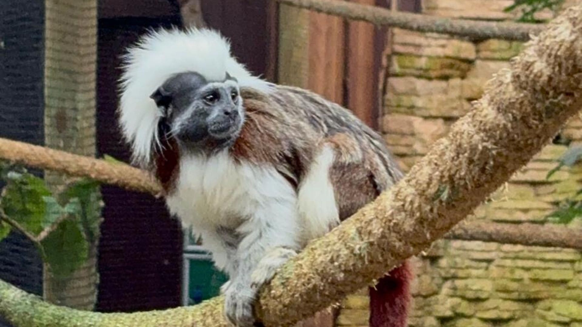 Texel Zoo gaat ook dit jaar gewoon weer open: ‘Totaal niks spannends’