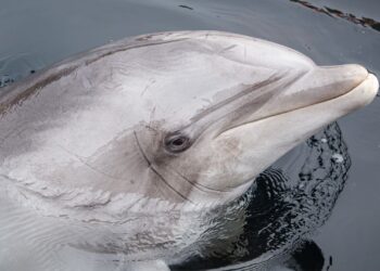 Vrouwelijke dolfijn dood in Dolfinarium Harderwijk: eetlust nam af