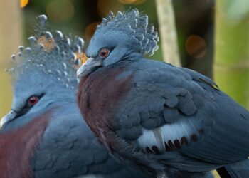 Pantropica zag bezoekersaantal kelderen, maar haalde dat in één maand weer in