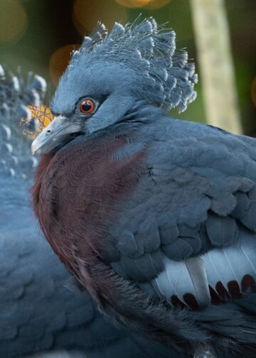 Pantropica zag bezoekersaantal kelderen, maar haalde dat in één maand weer in