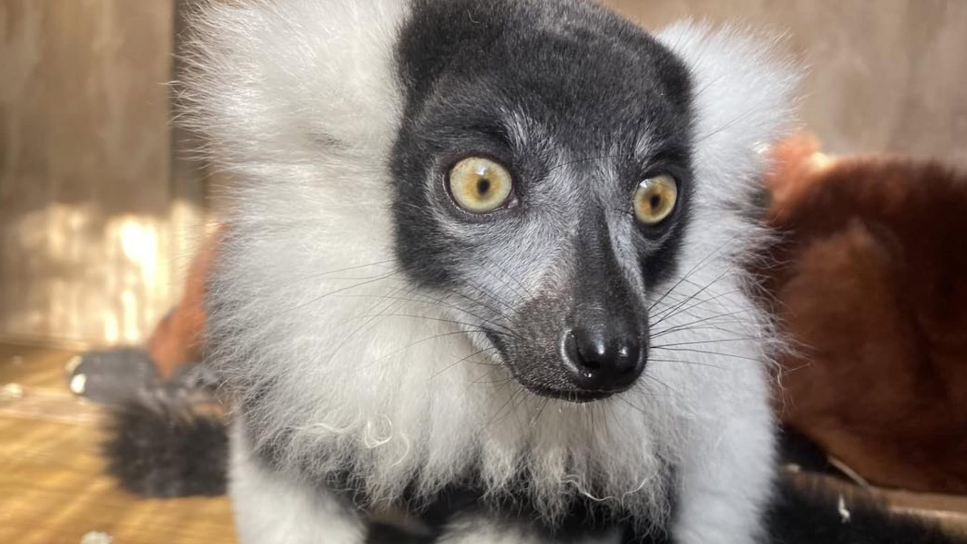 Zes halfapen stikken in dierentuin door brand, twee binturongs gered