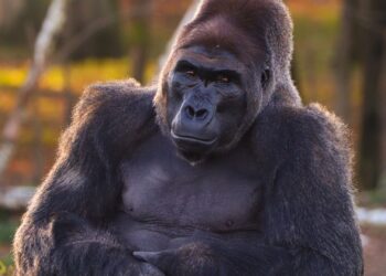 Beekse Bergen stapt over op nieuwe entreeprijzen: net zo duur als Blijdorp