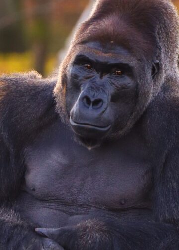 Beekse Bergen stapt over op nieuwe entreeprijzen: net zo duur als Blijdorp