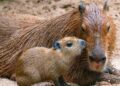 Meerdere capibara’s plotseling overleden in Burgers’ Zoo