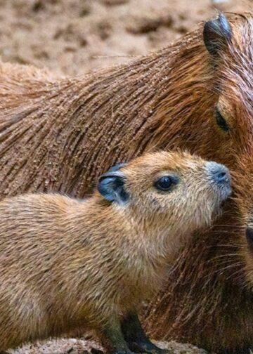 Capibara’s plotseling overleden in Burgers’ Zoo