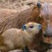 Capibara’s plotseling overleden in Burgers’ Zoo
