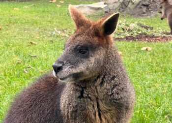 Bezoekersaantal van Diergaarde Blijdorp opnieuw gedaald in 2025