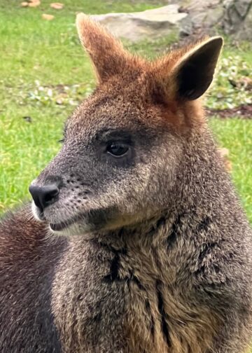 Bezoekersaantal van Diergaarde Blijdorp opnieuw gedaald in 2025