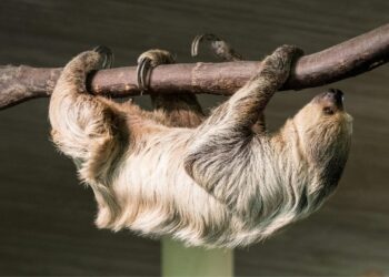 Luiaard-dierentuin onder vuur: dieren zijn uit het wild gevangen