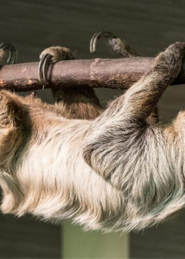 Luiaard-dierentuin onder vuur: dieren zijn uit het wild gevangen