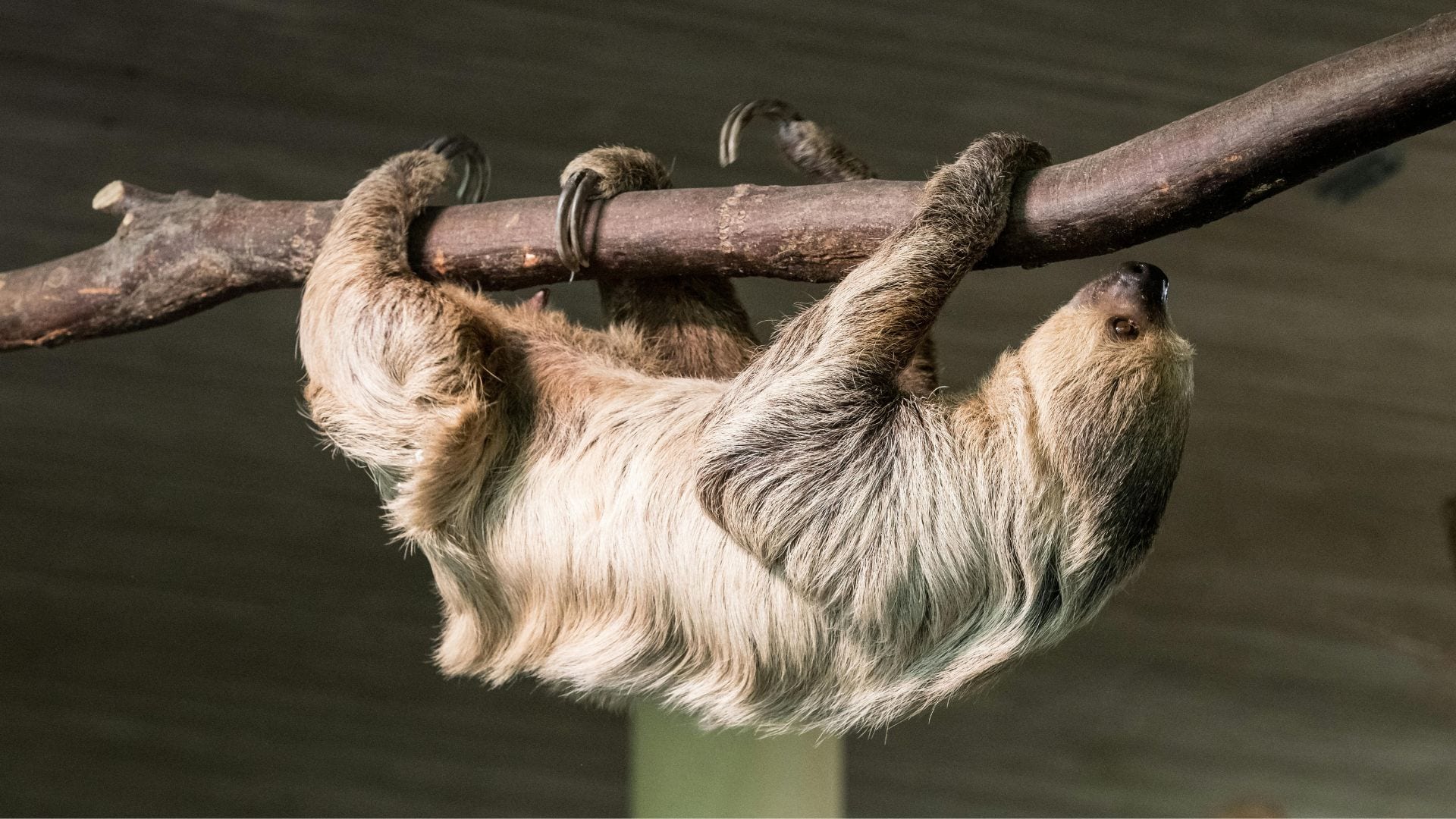 Luiaard-dierentuin onder vuur: dieren zijn uit het wild gevangen