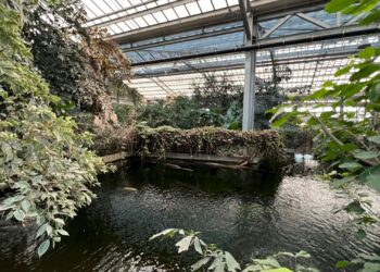 Franse tropenhal van 5000 vierkante meter ondergaat verbouwing: nieuw Australië-gebied