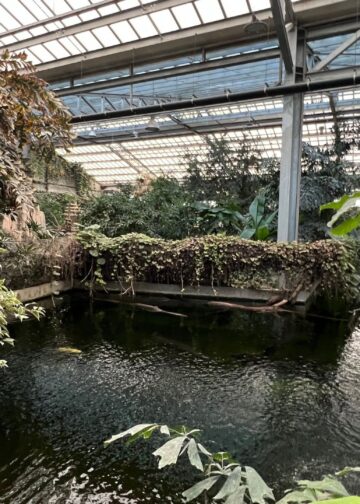 Franse tropenhal van 5000 vierkante meter ondergaat verbouwing: nieuw Australië-gebied