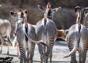 Dierentuinen in gevaar: massale vergrijzing en te weinig jonge dieren, zeggen experts