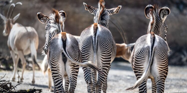 Beeld: Zurich Zoo, Marco Schaffner