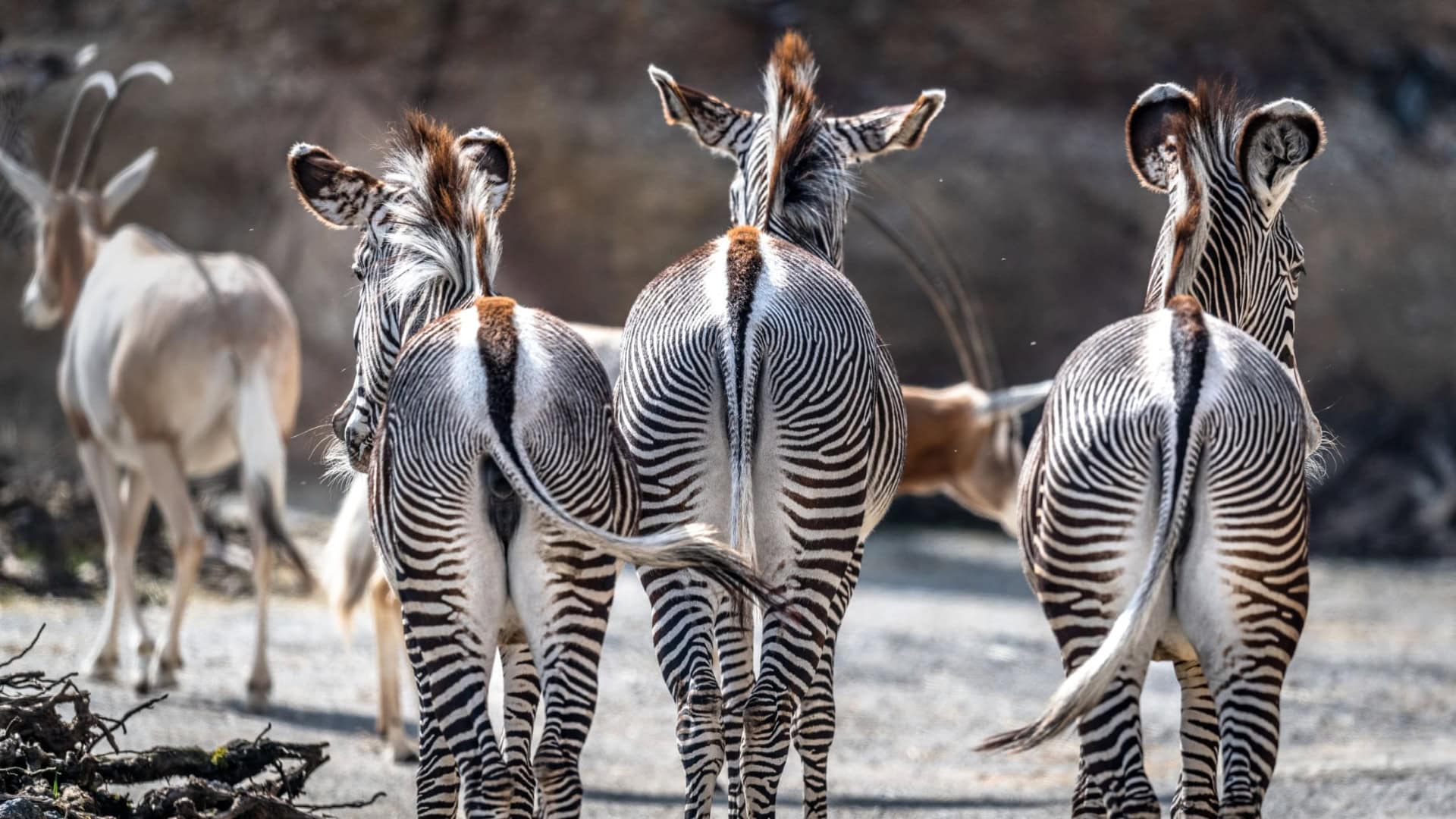 Dierentuinen in gevaar: massale vergrijzing en te weinig jonge dieren, zeggen experts