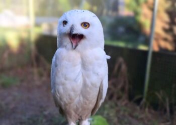 Gesloten dierenpark in Drenthe gaat weer open: 50.000 euro nodig