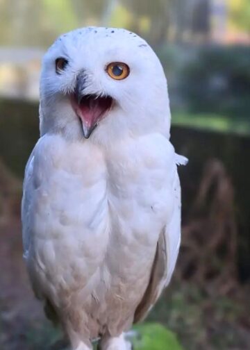 Gesloten dierenpark in Drenthe gaat weer open: 50.000 euro nodig