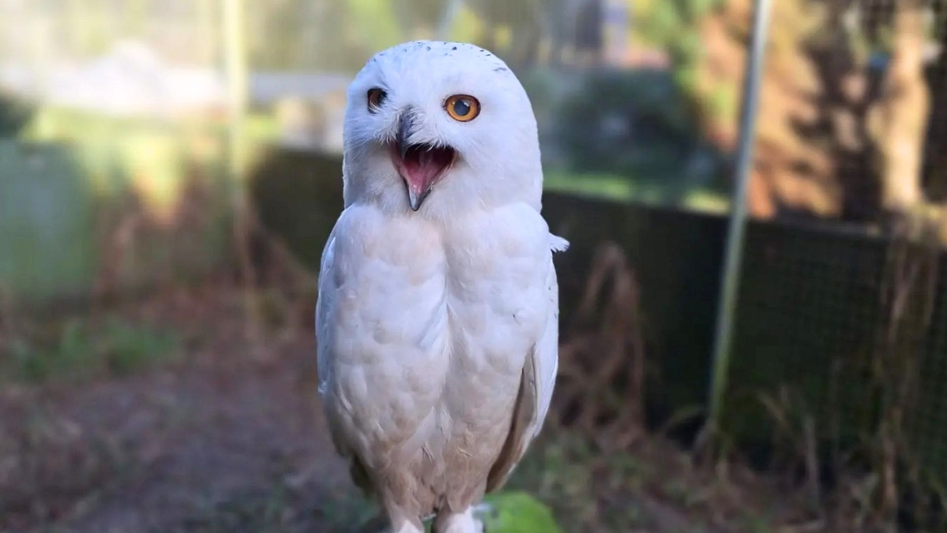 Gesloten dierenpark in Drenthe gaat weer open: 50.000 euro nodig