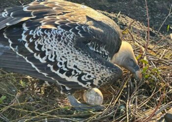 Dierentuinmedewerker wordt lijsttrekker van anti-dierentuinorganisatie Partij voor de Dieren