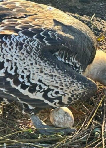 Dierentuinmedewerker wordt lijsttrekker van anti-dierentuinorganisatie Partij voor de Dieren