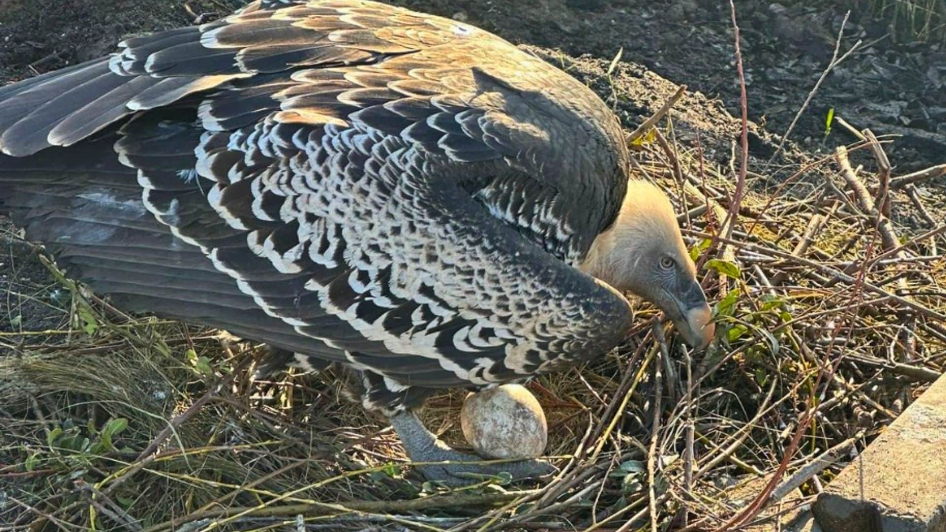 Dierentuinmedewerker wordt lijsttrekker van anti-dierentuinorganisatie Partij voor de Dieren