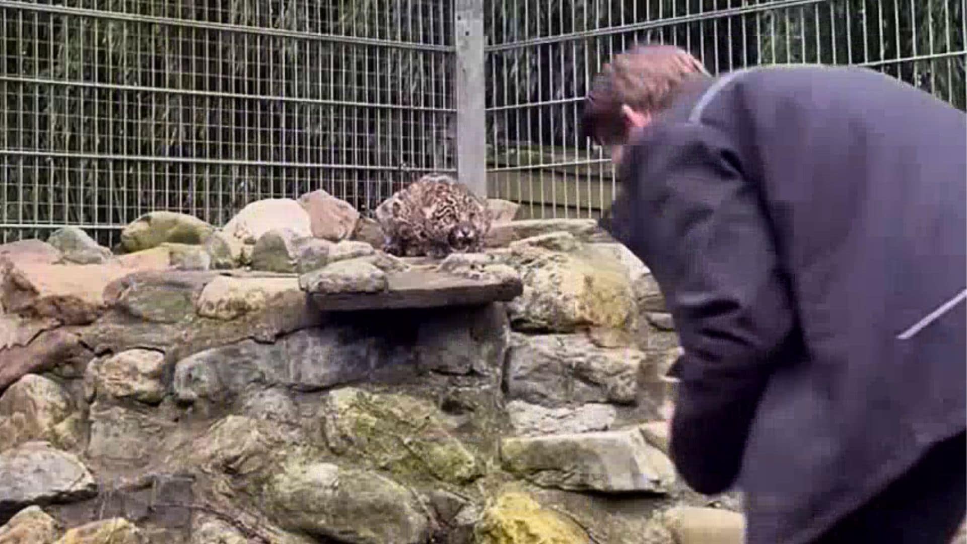 Dierverzorger in Brabants dierenpark betreedt verblijf met jaguar