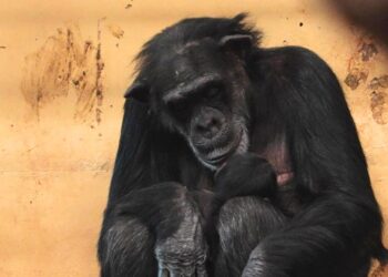 Populairste dierentuin van Nederland trok minder bezoekers in 2025