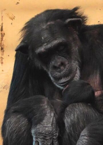 Populairste dierentuin van Nederland trok minder bezoekers in 2025