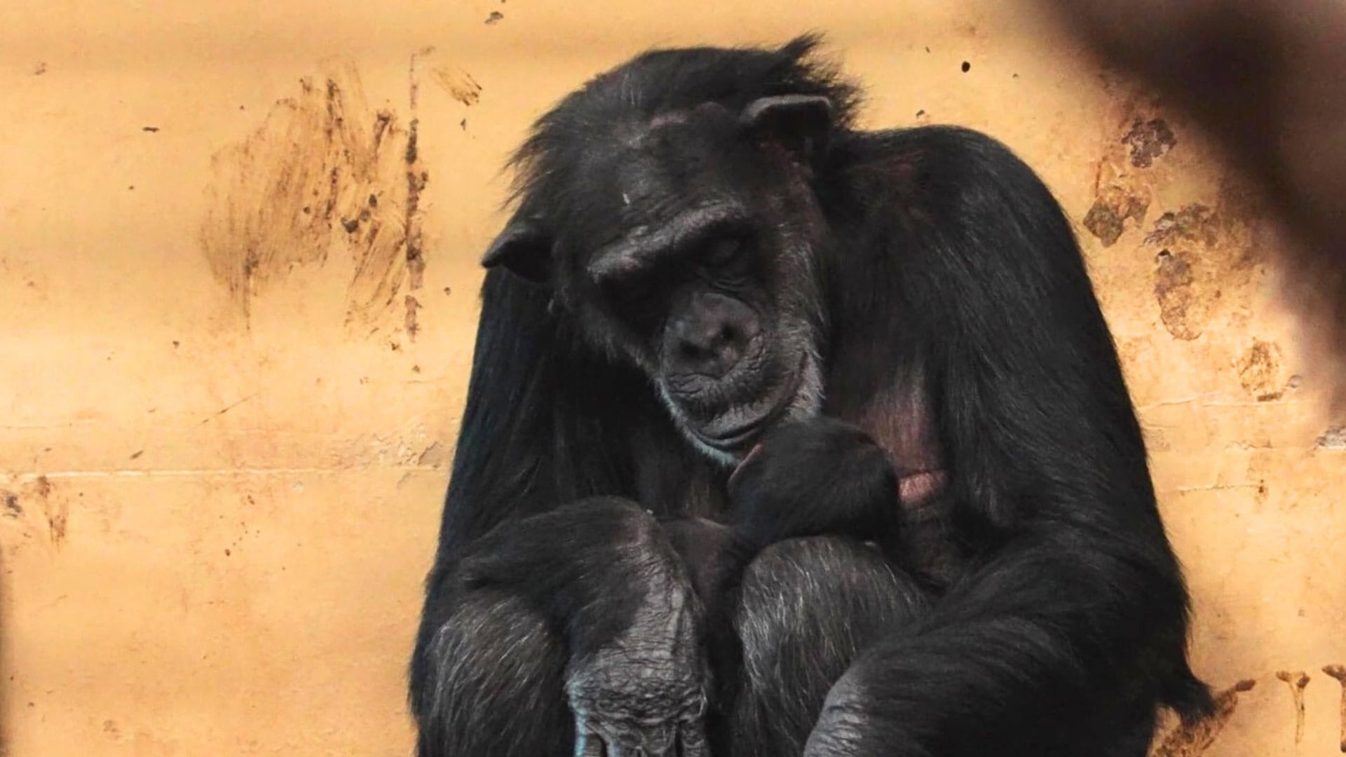 Populairste dierentuin van Nederland trok minder bezoekers in 2025