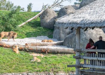 Ook Wildlands plaatst waarschuwing bij leeuwenverblijf: ‘Kan er ruig aan toe gaan’