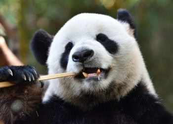 Duitsland krijgt mogelijk tweede pandadierentuin