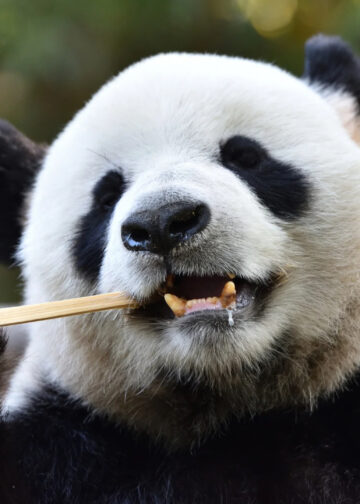 Duitsland krijgt mogelijk tweede pandadierentuin