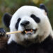 Duitsland krijgt mogelijk tweede pandadierentuin