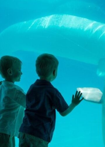 Tientallen beloega’s verhuizen mogelijk naar Verenigde Staten