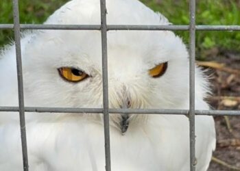 Twee dierentuinen verlaten vereniging Dier en Park: ‘Past niet meer bij ons’