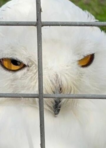 Twee dierentuinen verlaten vereniging Dier en Park: ‘Past niet meer bij ons’