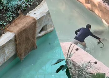 Pairi Daiza voert nieuwe maatregel door na dode aap in water