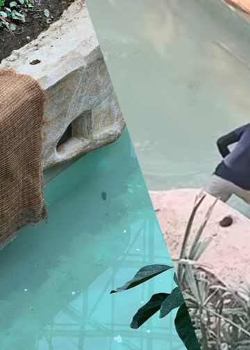 Pairi Daiza voert nieuwe maatregel door na dode aap in water