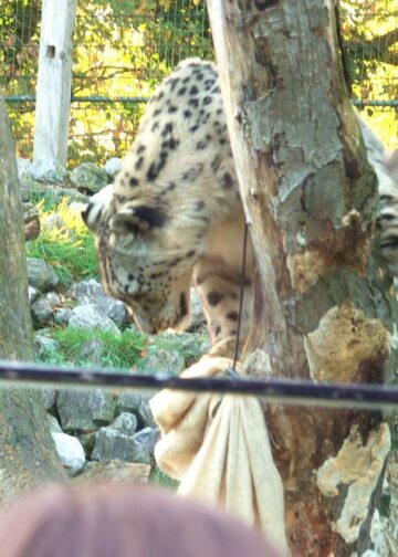 Brabants dierenpark presenteert nieuwe ervaring met roofdieren: 150 euro per persoon