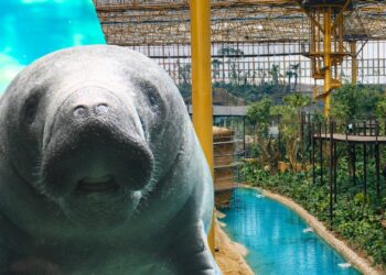 Nog geen zeekoeien in nieuwe kas Pairi Daiza: aankomst uitgesteld