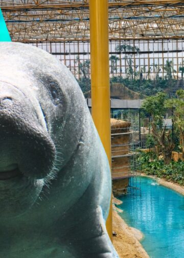 Nog geen zeekoeien in nieuwe kas Pairi Daiza: aankomst uitgesteld