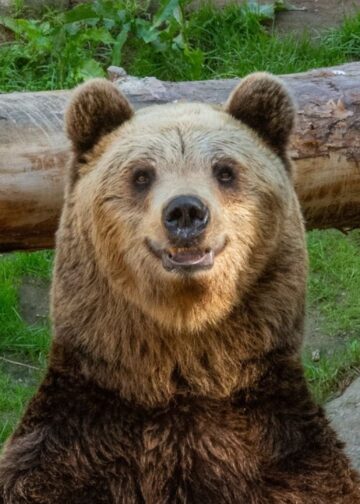 Dierentuin die voor 1 euro werd verkocht gaat weer open