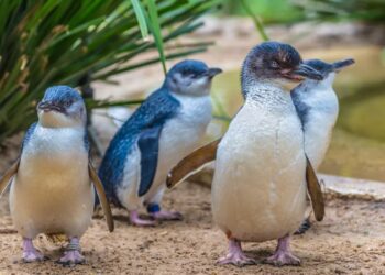 Enige plek in Europa met dwergpinguïns heeft weer foksucces