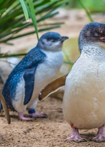 Enige plek in Europa met dwergpinguïns heeft weer foksucces