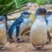 Enige plek in Europa met dwergpinguïns heeft weer foksucces