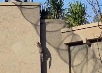 Ringstaartmaki’s klimmen uit nieuw verblijf in Artis